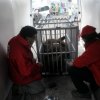 Събират алкохолизираните украински мечки в център за рехабилитация