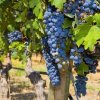 Италиански инвеститори имат интерес към български лозя