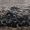 Мексико Сити затвори най-голямото си сметище