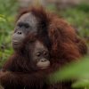 ЧЕТИРИ ЛАПИ спасява бедстващи орангутани в Индонезия