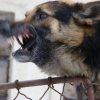 Зоополиция и кръгла маса в София, за да има мир