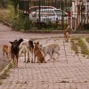 Само 35% са за приспиване на уличните животни веднага