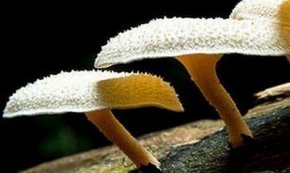 Pestalotiopsis microspora