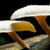 Pestalotiopsis microspora
