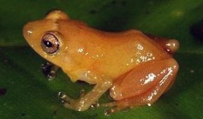 Diasporus citrinobapheus