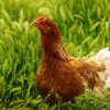 Четири лапи: България спази директивата на ЕК за защита на кокошките-носачки