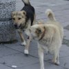 Душат парковете за бездомни кучета