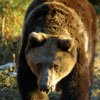 Приспаха най-възрастната мечка в парка в Белица