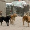ЕП: Да не се избиват бездомните кучета