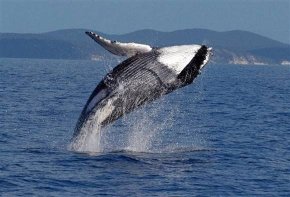 humpback whales