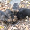 Софиянци продължават да изхвърлят малки кученца на улицата