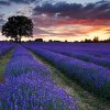 България е на първо място в света по производство на лавандулово масло