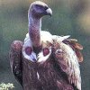 Завърна се лешоядът-скитник, похитен от цигани