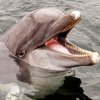 Природозащитници спасиха делфин в Созопол