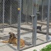 София смекчи изискванията към строителите за новия кучешки приют