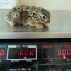 140-грамовото зайче Страхил - пациент №1000 в Зелени Балкани