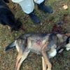 Столичанин убил улично куче влиза в затвора