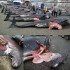 Датчани клаха и кълцаха 196 китоподобни делфини 