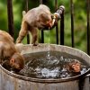 Учени: Лятото се променя все повече