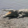Крокодил се настани в бургаско село