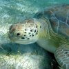 Ветеринари се борят за живота на рядка морска костенурка