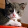 Котките са вредни за здравето