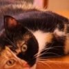 Котка с две лица се пръкна в Плевен 