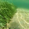 Учени: Водораслите стават за петрол