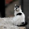 Кастрационният проект за бездомни котки в София продължава!