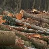 Половината възобновяема енергия на Европа идва от дървен материал