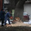 Кауфланд изсече четири дървета, чинарът и още три са спасени