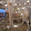 Четири лапи помага на бездомни животни в Дарфур