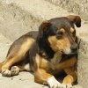 Хайка за бездомни кучета в София