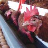 Осъдиха Италия и Гърция заради нехуманно отношение към кокошките 