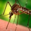 Слънчеви панели помагат в борбата срещу маларията