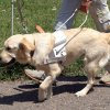 Изхвърлиха незрящ мъж и кучето му от тролейбус
