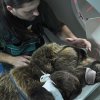 Приспаха мечока Митко от Парка за танцуващи мечки