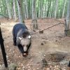 Кемпински Хотел Гранд Арена Банско дари един тон храна на Парка за танцуващи мечки в Белица