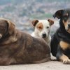 Четири лапи откриват клиника за безстопанствени животни