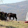 Внасят зубри у нас 10 века след като изчезнали