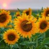 Въздействията върху климата могат да доведат до драстично увеличение на цените на хранителните продукти