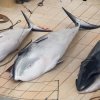 Международният съд нареди на Япония да спре лова на китове в Антарктика