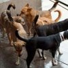 В Брюксел подкрепят политиката на Столична община за намаляване на уличните кучета 