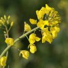 ЕС одобри план да ограничи използването на биогорива от хранителни култури