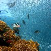 Карибските корали могат да изчезнат до две десетилетия