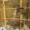 "Четири лапи" приютява временно мечките от пловдивския зоопарк