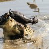 Крокодил нагъна бебе хипопотам