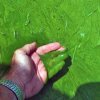 Бум на водорасли направи отровна водата в Охайо