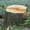 Изсичат гората на село Батулия след потопа