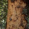 Короядът напада гората в Бояна